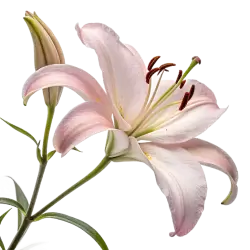 Imagen PNG para descargar